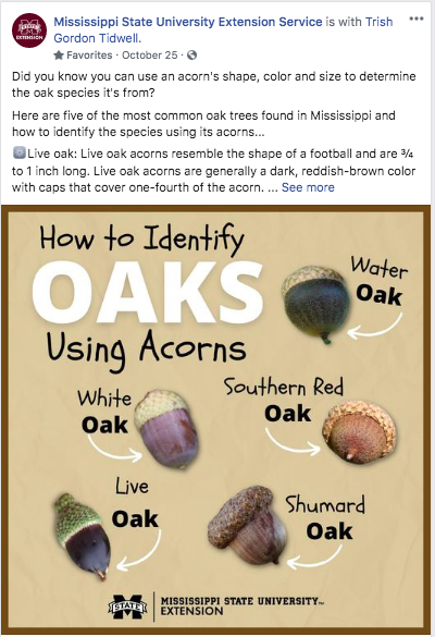 A Facebook post showing how to identify oaks using acorns.